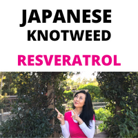 Japanese Knotweed
